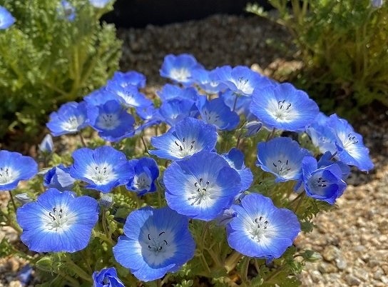 庭に植えられたネモフィラ