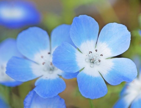 ネモフィラの花