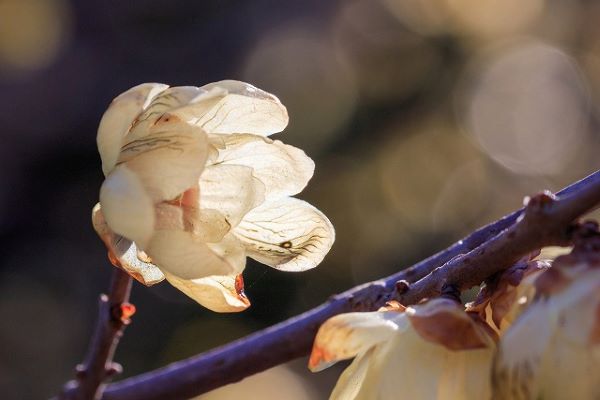 蝋梅の花