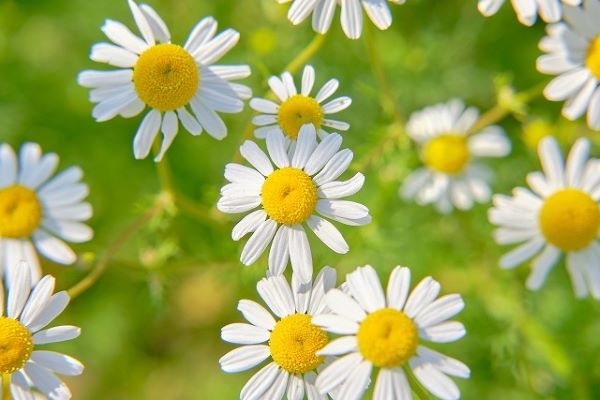 カモミールの花